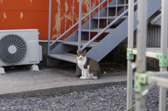 キリッ