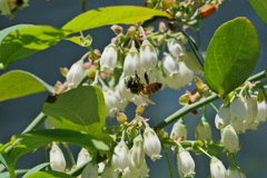 ブルーベリーの花とミツバチ。