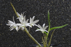 石斛覆輪素芯花