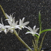 石斛覆輪素芯花