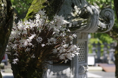 石斛