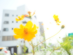 野生の美しさ