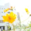 野生の美しさ