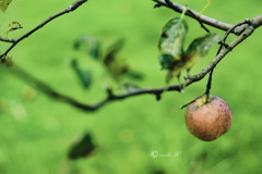 apple