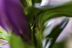 花影