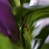 花影