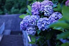 階段脇の紫陽花