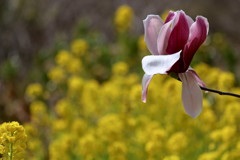 菜の花をバックに