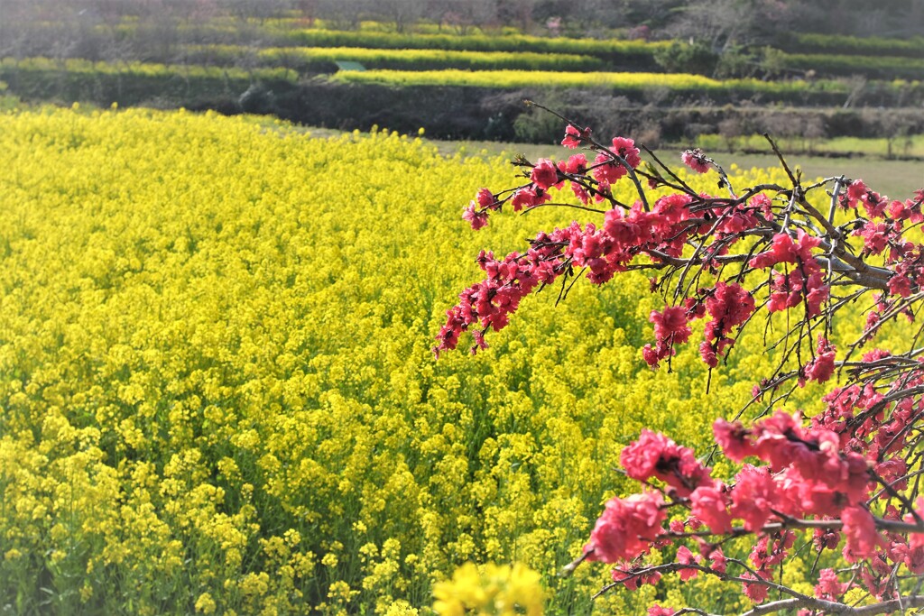 菜の花畑に色を添えて