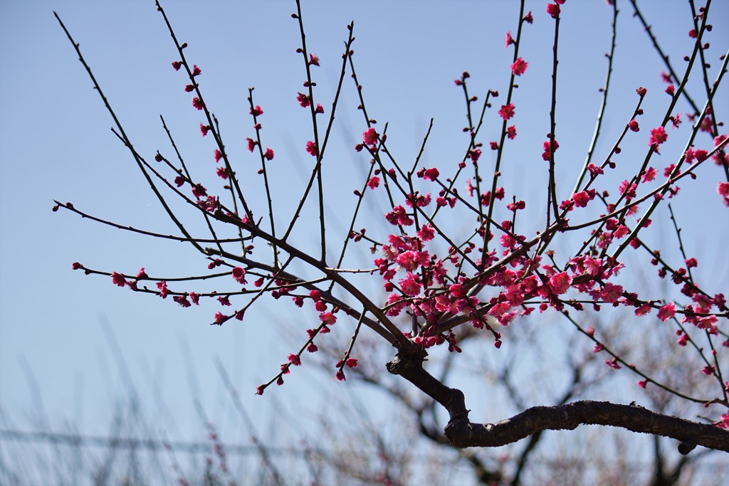 高知城 紅梅
