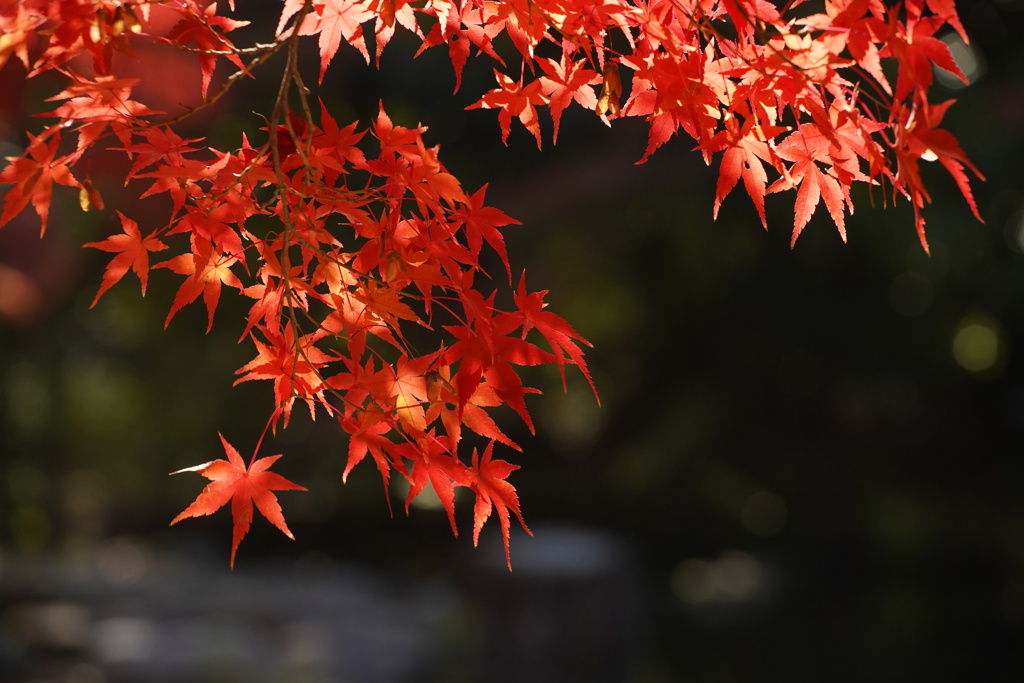 初冬の紅葉