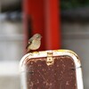 境内にひょっこり