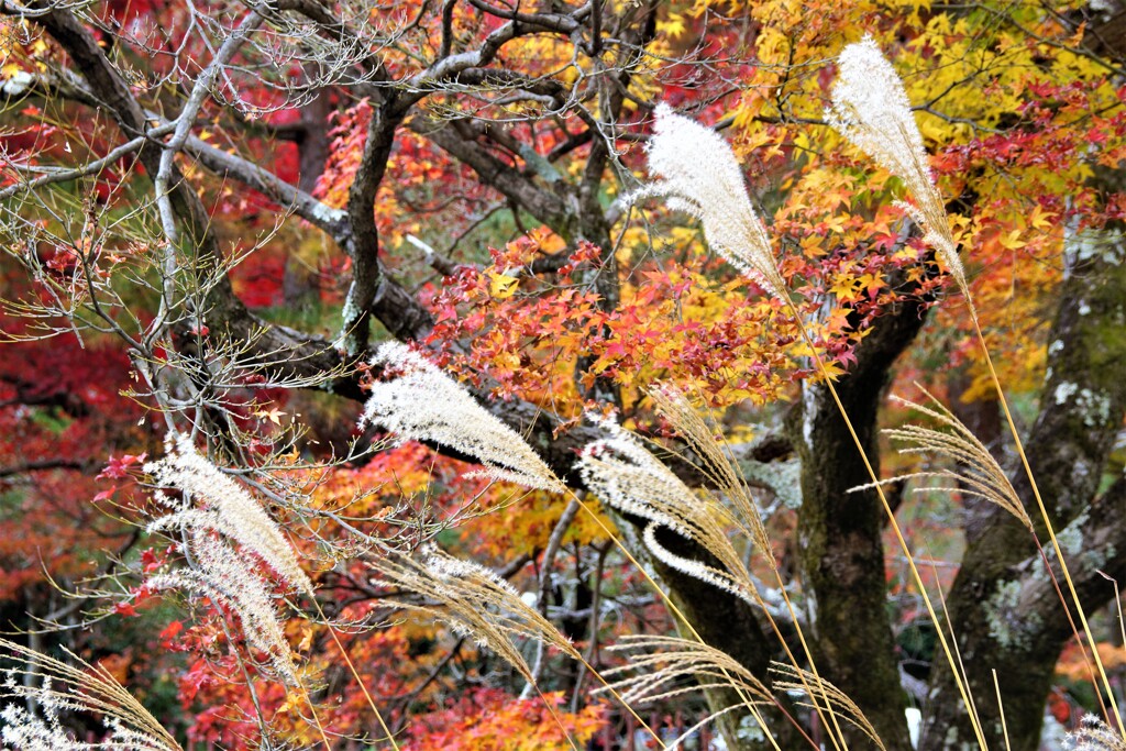 ススキと紅葉