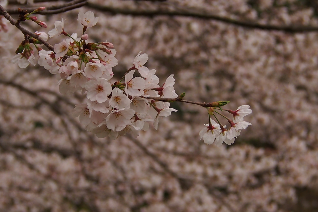 sakura 今年もありがとう １