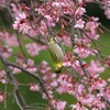 河津桜とメジロ ②