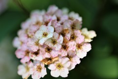 花束をどーぞ