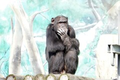 天王寺動物園から猿　今日は寒い