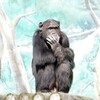 天王寺動物園から猿　今日は寒い