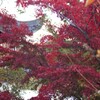 深き紅