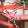 咲き始め Ⅱ