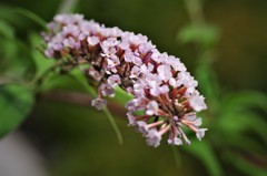 小さな花の集まり