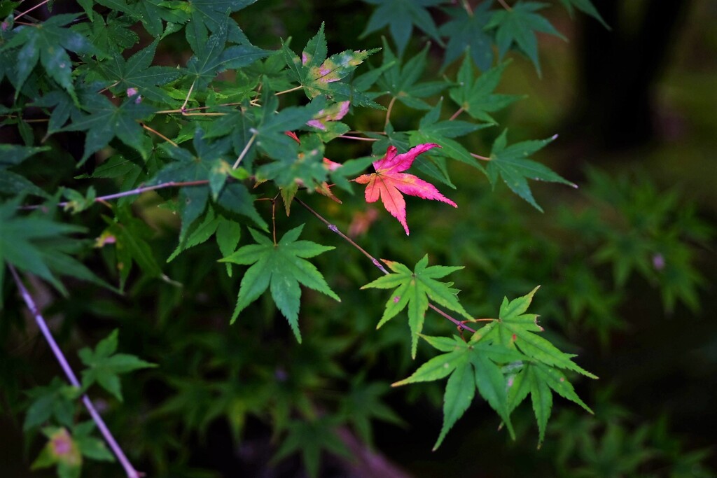 紅一点