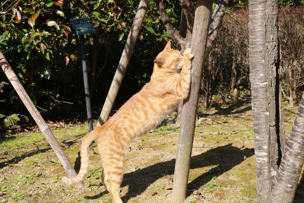 爪とぎ