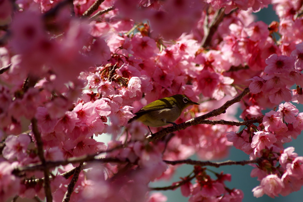 桜とメジロ