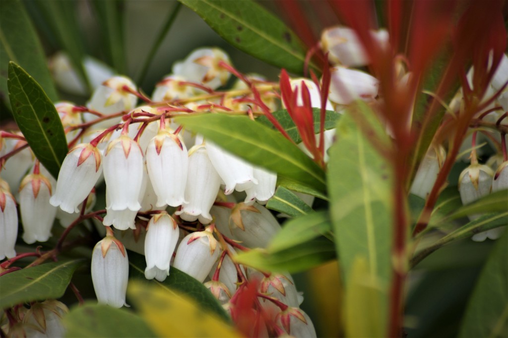 チリーン♪ チリーン♫