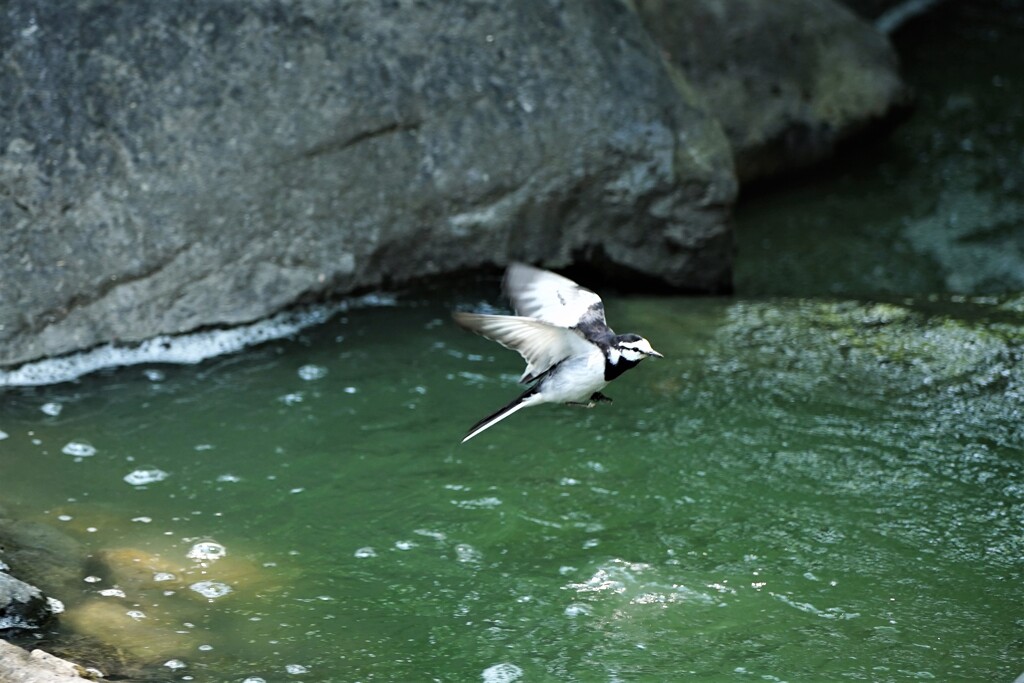 水辺にて遊ぶ