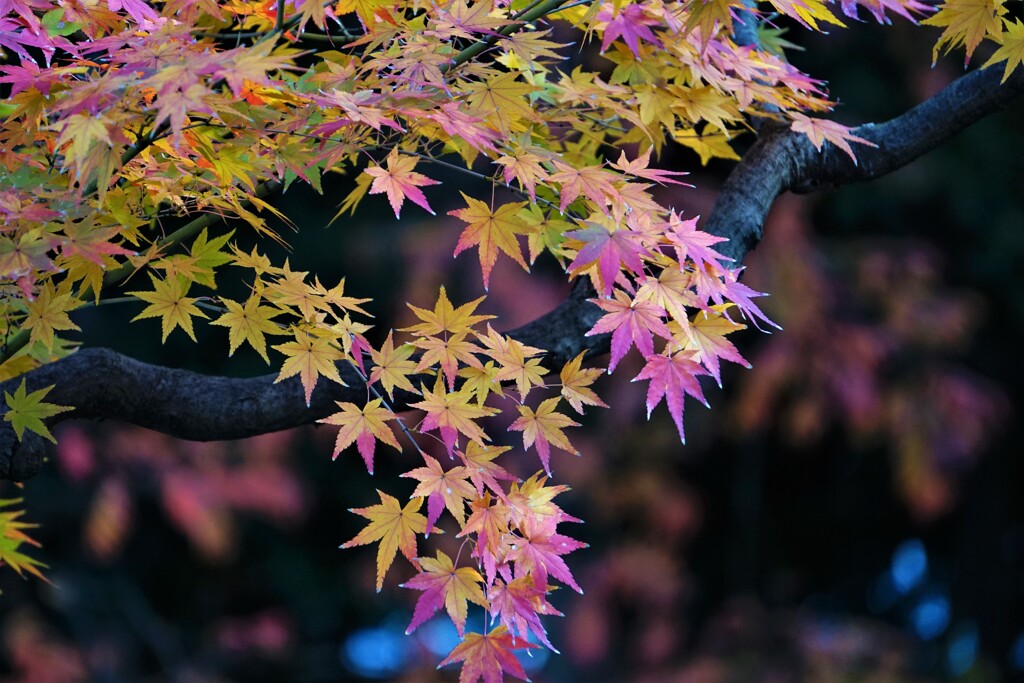 紅葉 ①