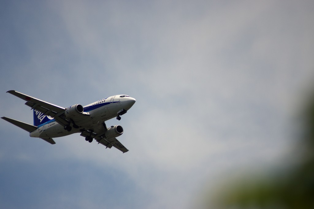 花を撮ってると上空に