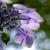 雨が好きとは限らない