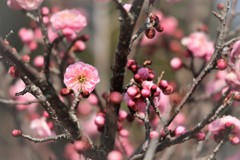春呼ぶ花 Ⅲ