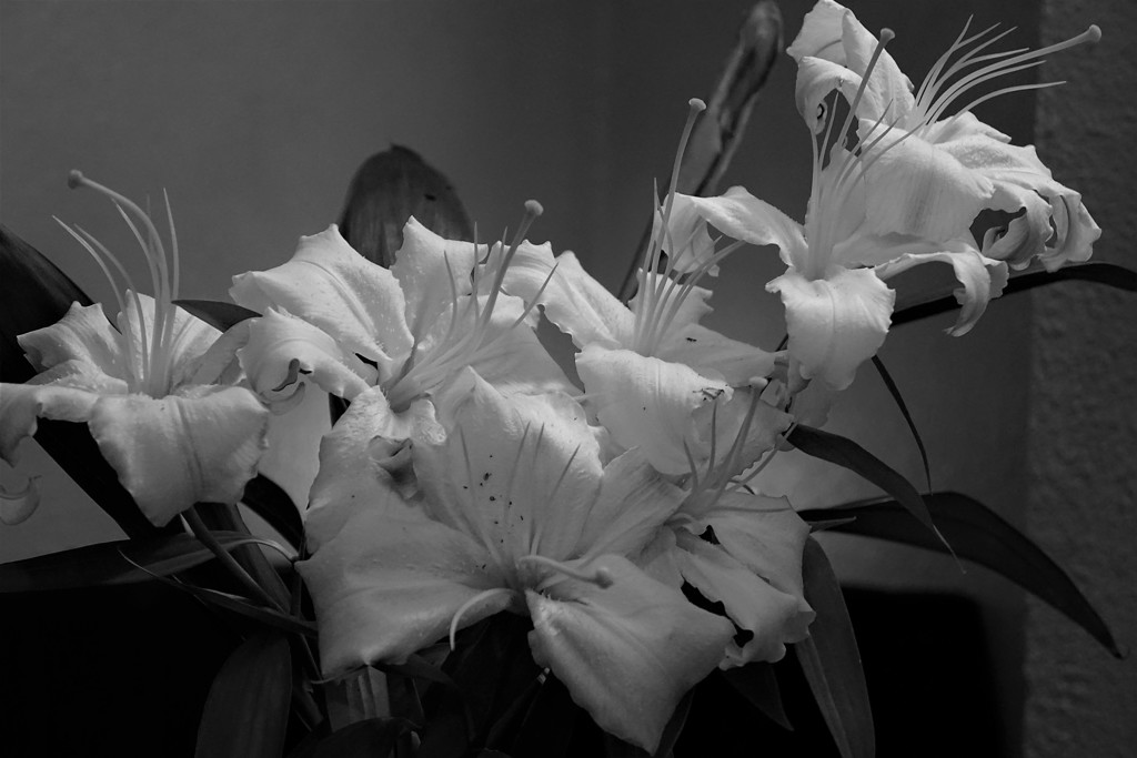Lily