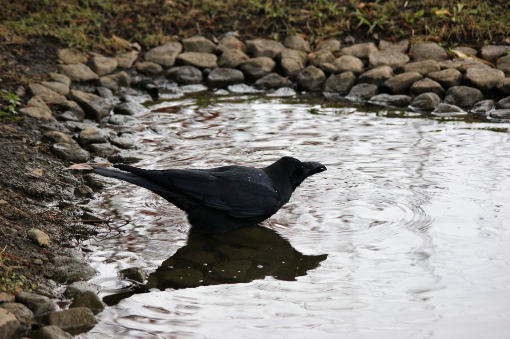 こんな寒い日に水浴びですか？