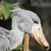 ハシビロコウ
