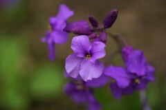 春の紫