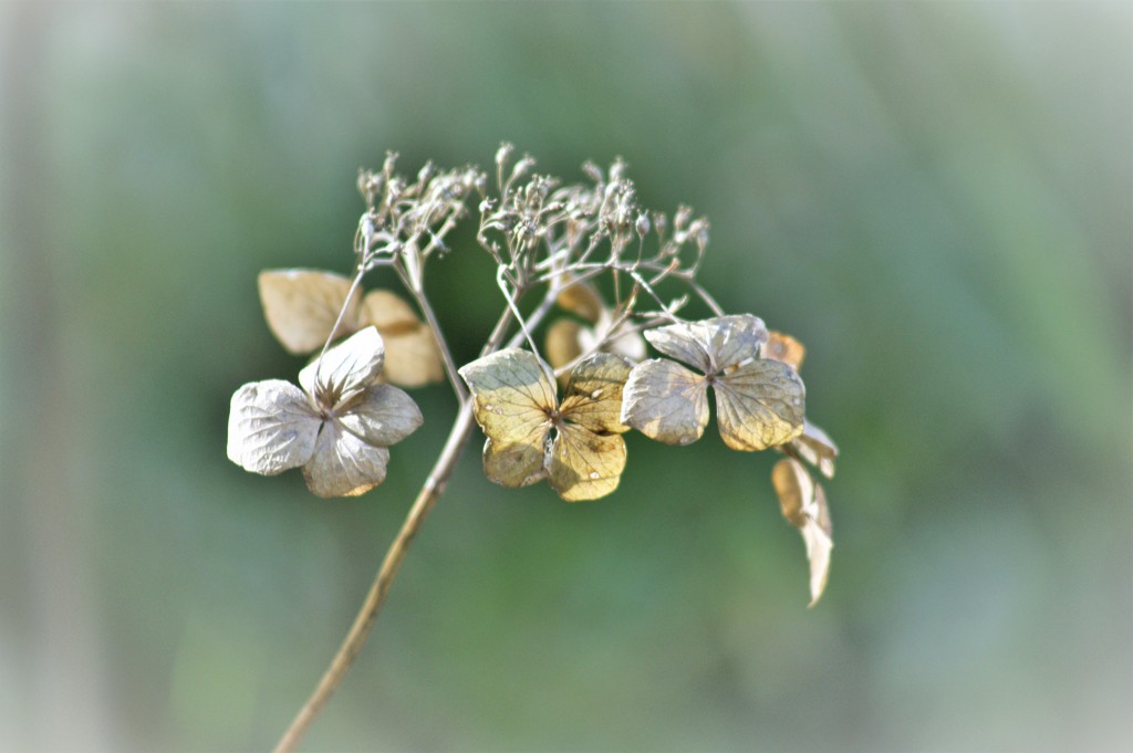 枯れ紫陽花