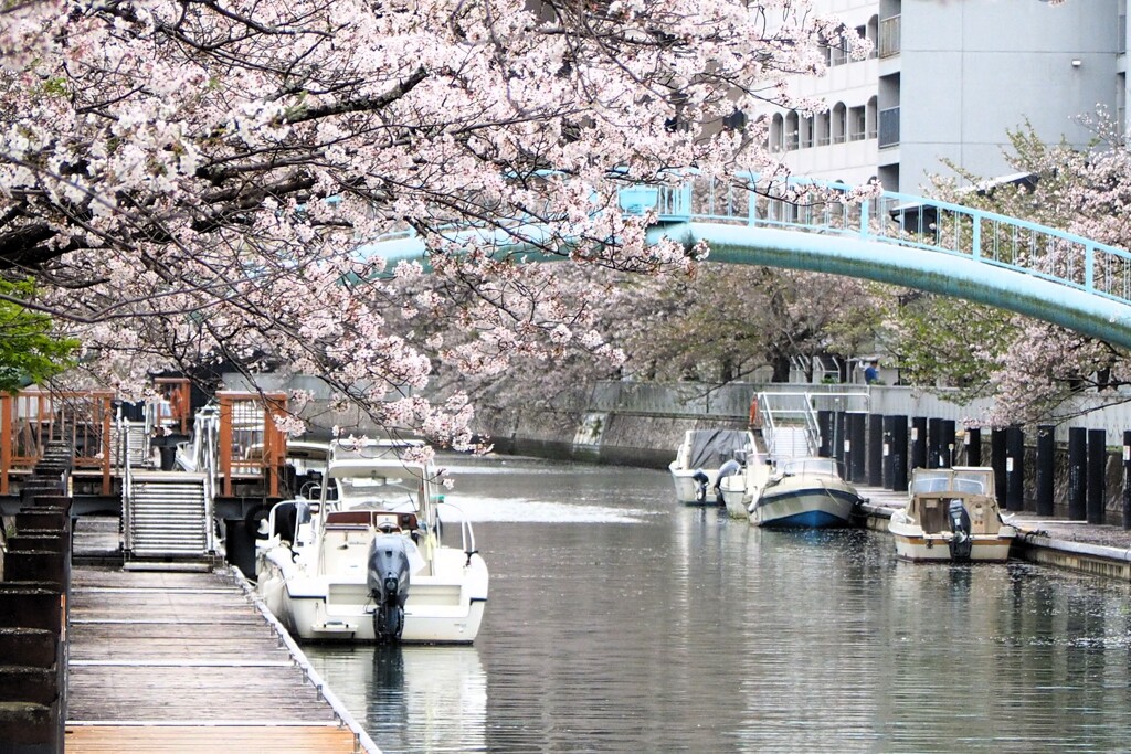 桜舞い散る