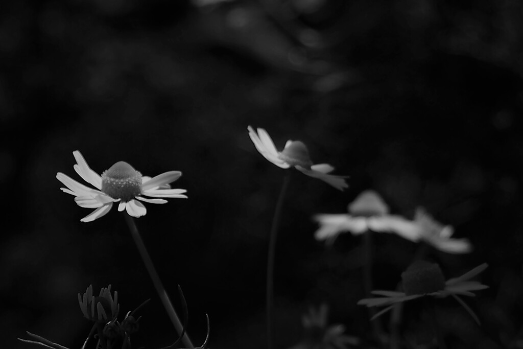 monochrome