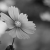 秋桜