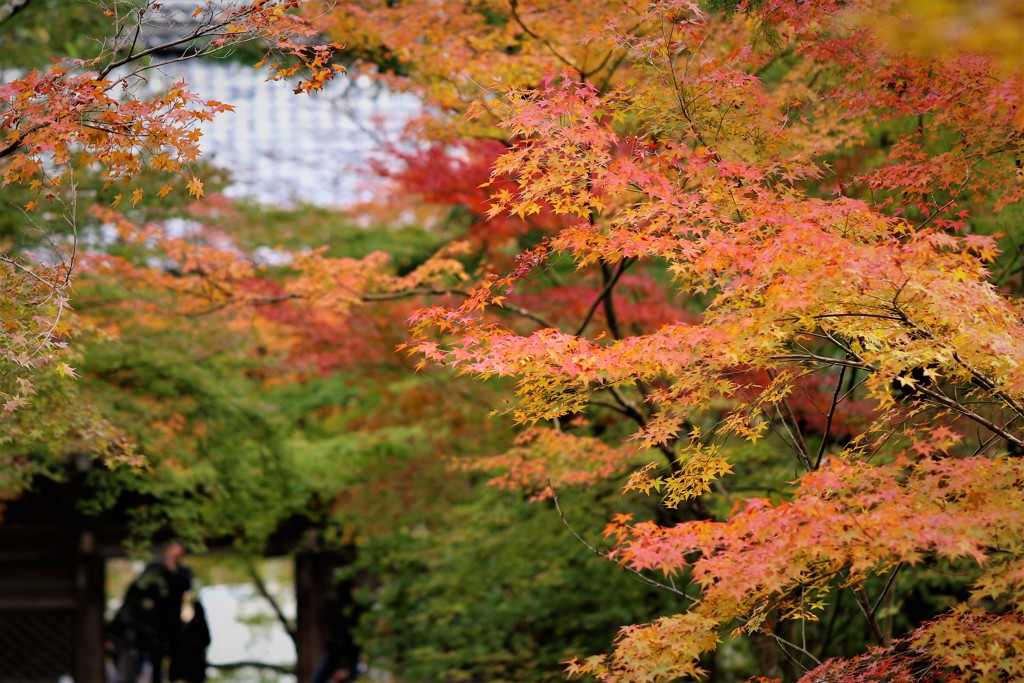 乱舞紅葉