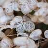 枯れ紫陽花