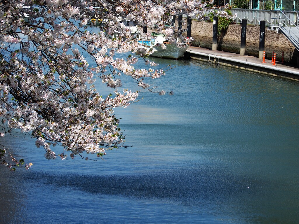 川辺の桜