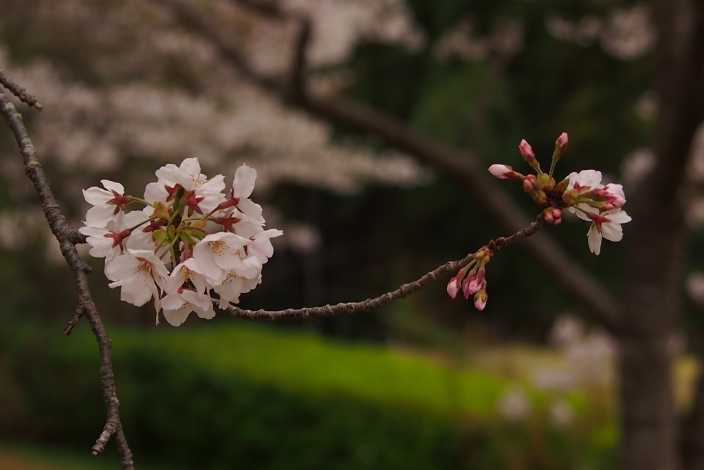 sakura 今年もありがとう 4