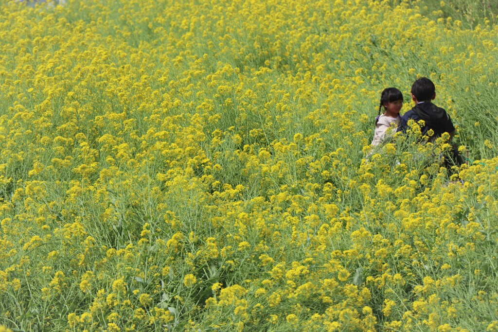 菜の花畑