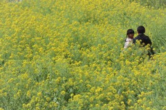 菜の花畑