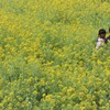 菜の花畑