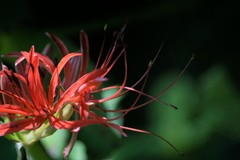 赤彼岸花